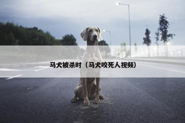 马犬被杀时（马犬咬死人视频）