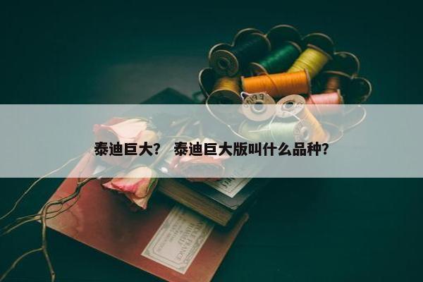 泰迪巨大？ 泰迪巨大版叫什么品种？