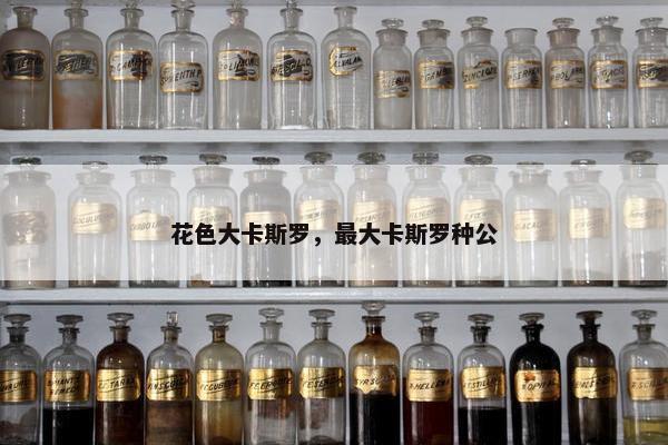 花色大卡斯罗，最大卡斯罗种公