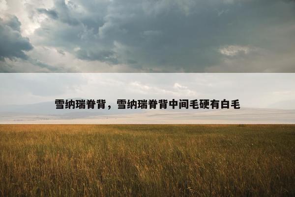 雪纳瑞脊背，雪纳瑞脊背中间毛硬有白毛