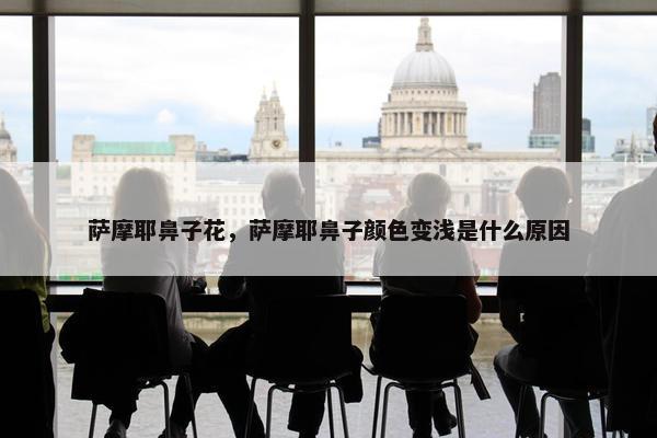 萨摩耶鼻子花，萨摩耶鼻子颜色变浅是什么原因