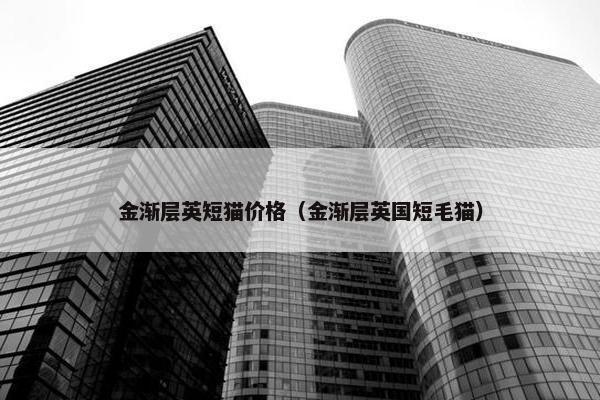金渐层英短猫价格（金渐层英国短毛猫）
