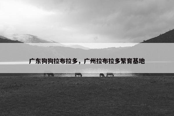 广东狗狗拉布拉多，广州拉布拉多繁育基地