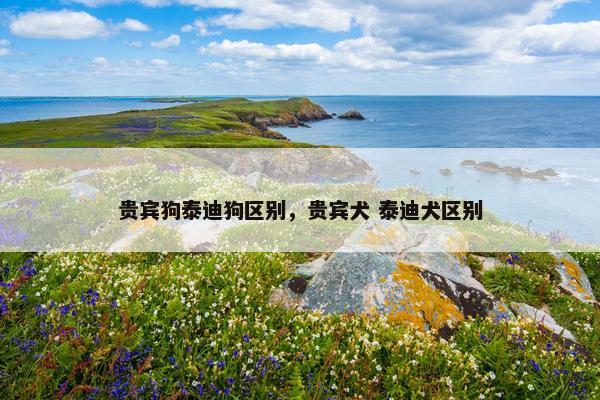 贵宾狗泰迪狗区别，贵宾犬 泰迪犬区别