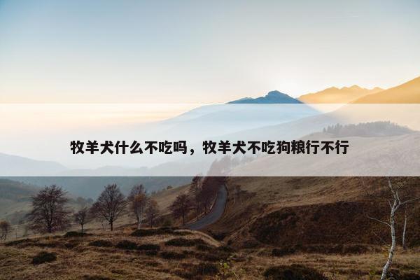 牧羊犬什么不吃吗，牧羊犬不吃狗粮行不行