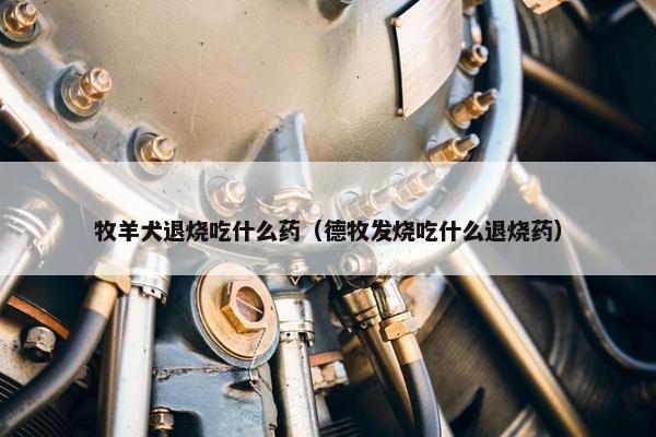 牧羊犬退烧吃什么药（德牧发烧吃什么退烧药）