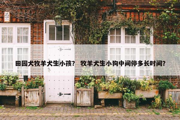 田园犬牧羊犬生小孩？ 牧羊犬生小狗中间停多长时间？