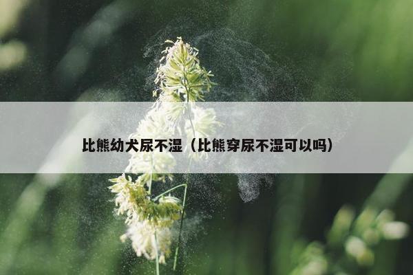 比熊幼犬尿不湿（比熊穿尿不湿可以吗）