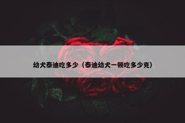 幼犬泰迪吃多少（泰迪幼犬一顿吃多少克）