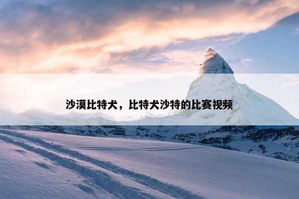 沙漠比特犬，比特犬沙特的比赛视频