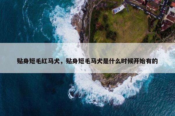 贴身短毛红马犬，贴身短毛马犬是什么时候开始有的