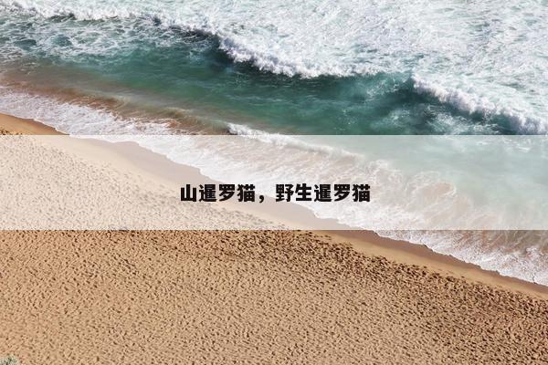 山暹罗猫，野生暹罗猫