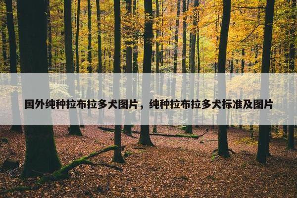 国外纯种拉布拉多犬图片，纯种拉布拉多犬标准及图片