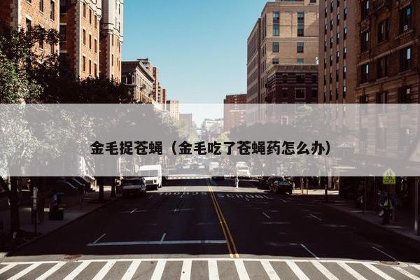 金毛捉苍蝇（金毛吃了苍蝇药怎么办）