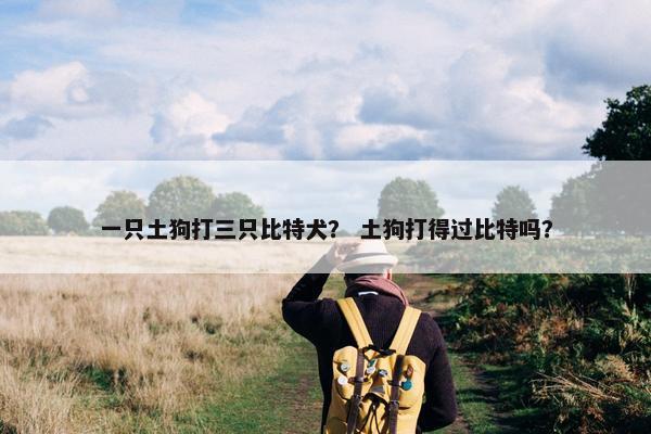 一只土狗打三只比特犬？ 土狗打得过比特吗？