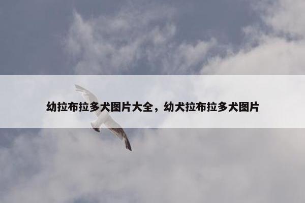 幼拉布拉多犬图片大全，幼犬拉布拉多犬图片