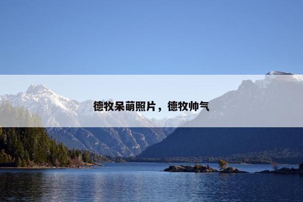 德牧呆萌照片，德牧帅气