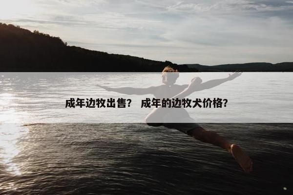 成年边牧出售？ 成年的边牧犬价格？