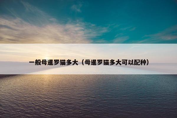 一般母暹罗猫多大（母暹罗猫多大可以配种）