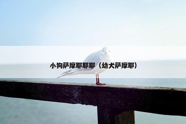小狗萨摩耶耶耶（幼犬萨摩耶）