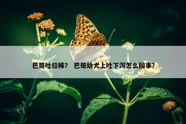 巴哥吐拉稀？ 巴哥幼犬上吐下泻怎么回事？