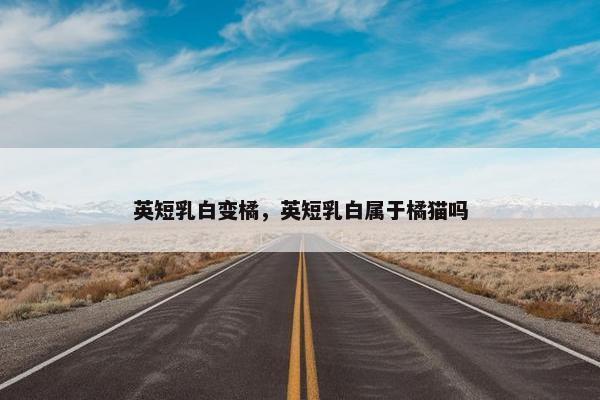 英短乳白变橘，英短乳白属于橘猫吗
