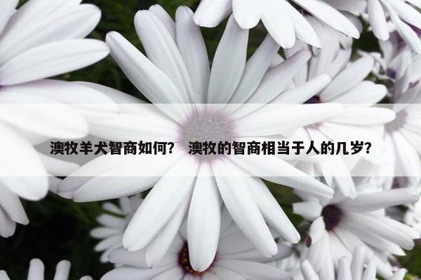 澳牧羊犬智商如何？ 澳牧的智商相当于人的几岁？