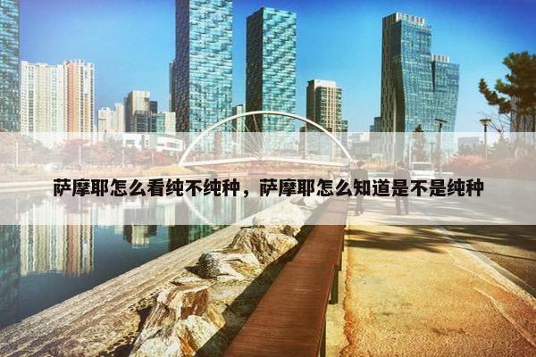 萨摩耶怎么看纯不纯种，萨摩耶怎么知道是不是纯种