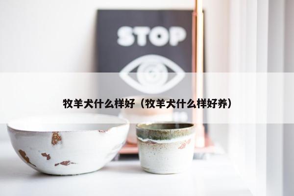 牧羊犬什么样好（牧羊犬什么样好养）