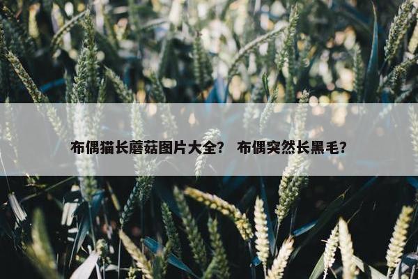 布偶猫长蘑菇图片大全？ 布偶突然长黑毛？