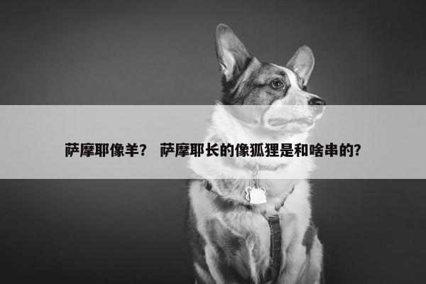 萨摩耶像羊？ 萨摩耶长的像狐狸是和啥串的？