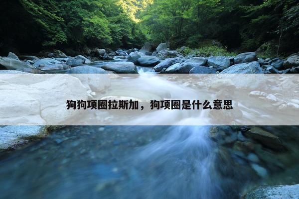 狗狗项圈拉斯加，狗项圈是什么意思