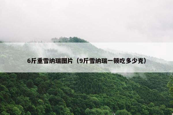 6斤重雪纳瑞图片（9斤雪纳瑞一顿吃多少克）