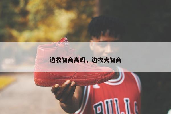 边牧智商高吗，边牧犬智商