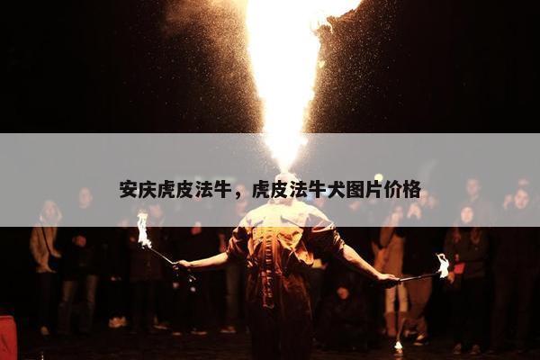 安庆虎皮法牛，虎皮法牛犬图片价格