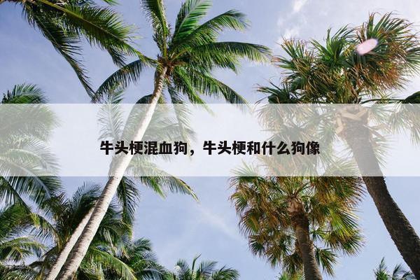 牛头梗混血狗，牛头梗和什么狗像