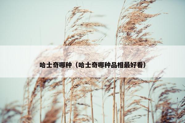 哈士奇哪种（哈士奇哪种品相最好看）