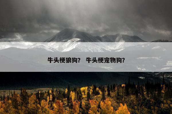 牛头梗狼狗？ 牛头梗宠物狗？