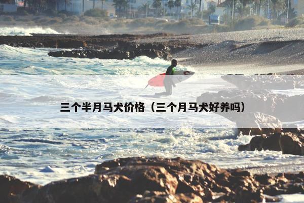 三个半月马犬价格（三个月马犬好养吗）