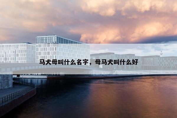 马犬母叫什么名字，母马犬叫什么好