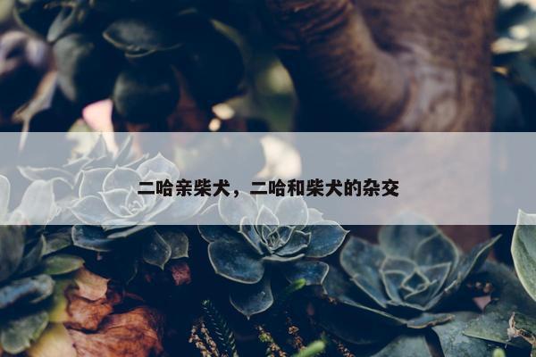 二哈亲柴犬，二哈和柴犬的杂交
