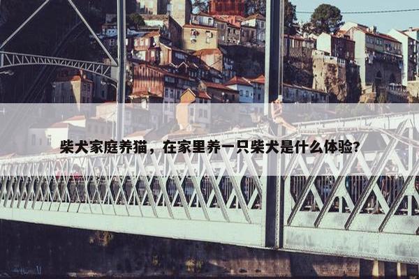 柴犬家庭养猫，在家里养一只柴犬是什么体验?