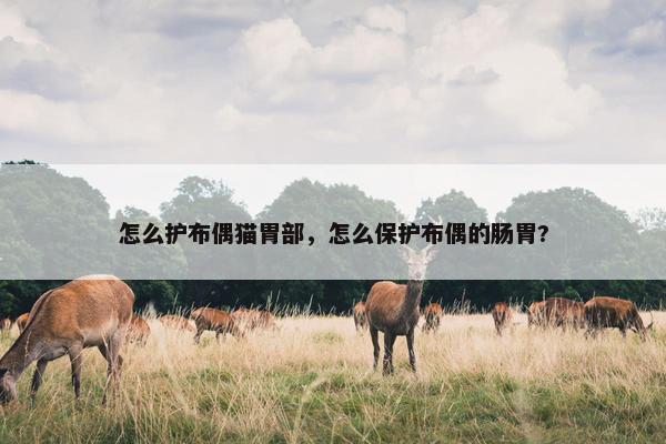 怎么护布偶猫胃部，怎么保护布偶的肠胃?
