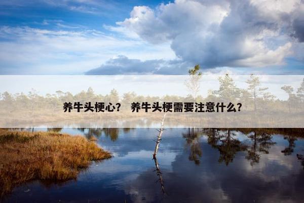 养牛头梗心？ 养牛头梗需要注意什么？