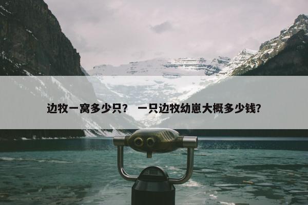 边牧一窝多少只？ 一只边牧幼崽大概多少钱？