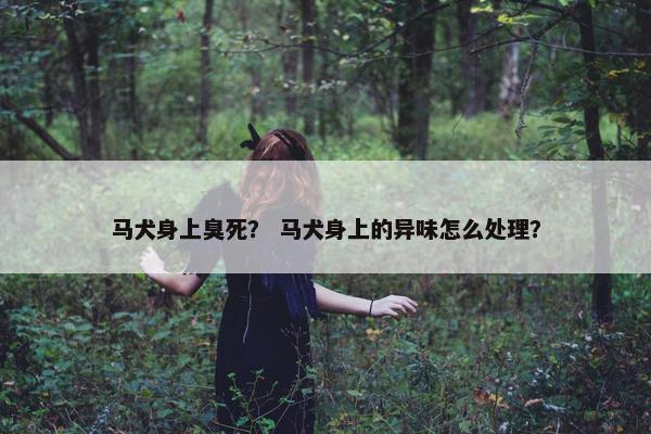 马犬身上臭死？ 马犬身上的异味怎么处理？
