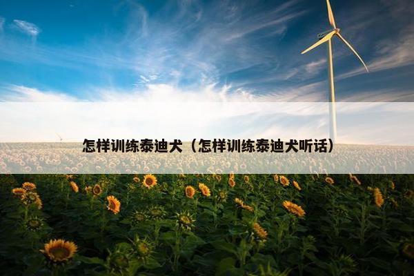 怎样训练泰迪犬（怎样训练泰迪犬听话）