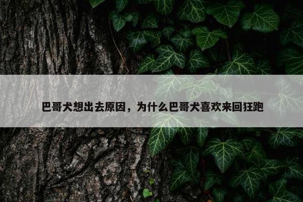 巴哥犬想出去原因，为什么巴哥犬喜欢来回狂跑