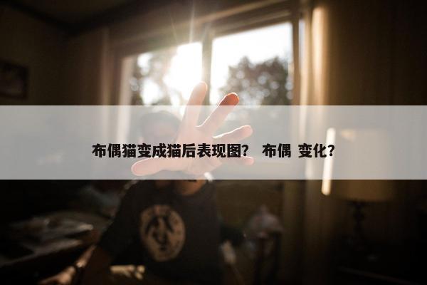 布偶猫变成猫后表现图？ 布偶 变化？