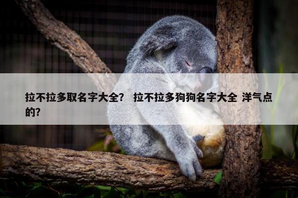 拉不拉多取名字大全？ 拉不拉多狗狗名字大全 洋气点的？